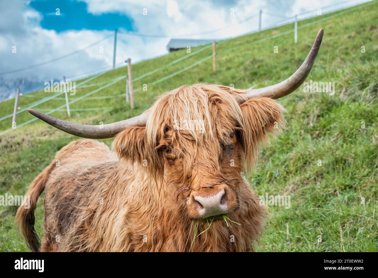 Italie, Vénétie, province de Belluno, San Nicolò di Comelico, pâturage de vaches des hautes terres à poils longs bruns Banque D'Images