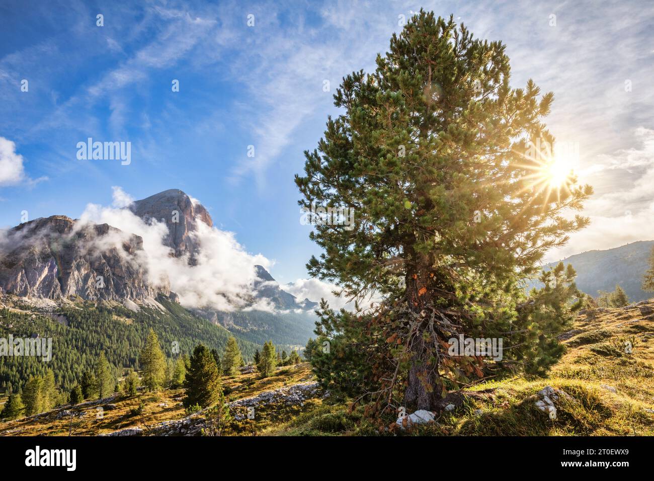 Italie, Vénétie, province de Belluno, Cortina d'Ampezzo, environnement naturel de haute altitude près du col de Falzarego, en arrière-plan la Tofana di Rozes, Dolomites Banque D'Images