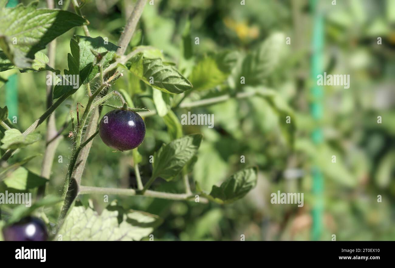 Cerise de tomate noire poussant dans le jardin par une journée ensoleillée. Plante de tomate Midnight snack avec feuillage défocalisé. Tomate violet foncé ou indigo prête à rucher Banque D'Images
