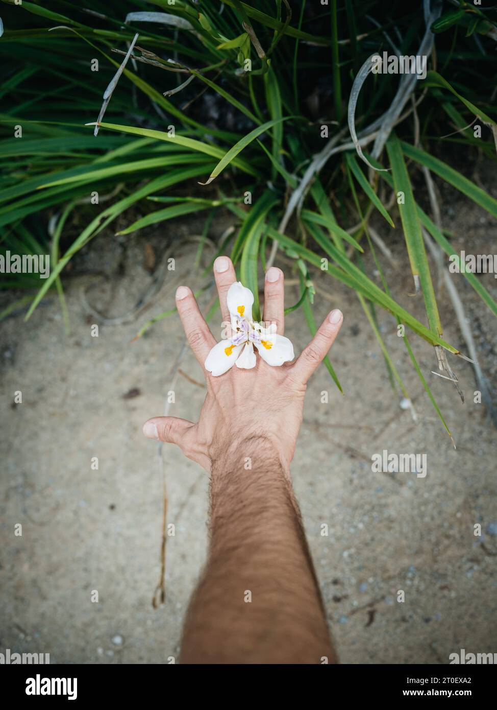 L'humain non binaire tient la fleur en main Banque D'Images