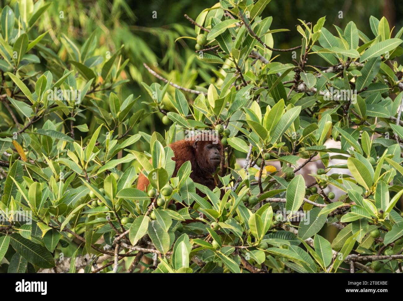 Un singe hurleur rouge femelle (Alouatta seniculus) nourri dans les arbres de la rivière Napo, Équateur Banque D'Images