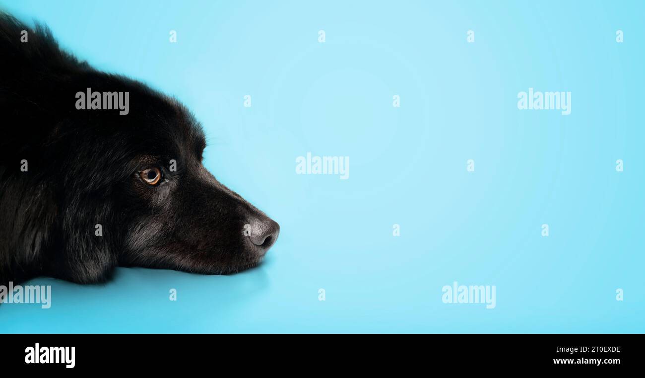 Chien noir couché avec fond bleu. Chien moelleux mignon avec la tête sur le sol regardant de côté. Se reposer, s'ennuyer ou attendre quelque chose. Shèphe australien Banque D'Images