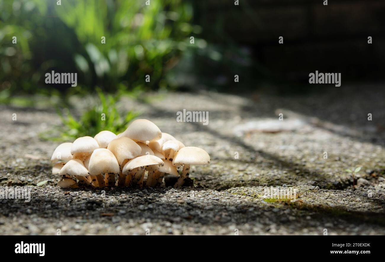 Champignons poussant sous le trottoir, gros plan. Groupe de champignons ou de champignons avec des branchies se développant à partir d'une fissure du trottoir ou de l'asphalte. Signe d'enracinement, Banque D'Images