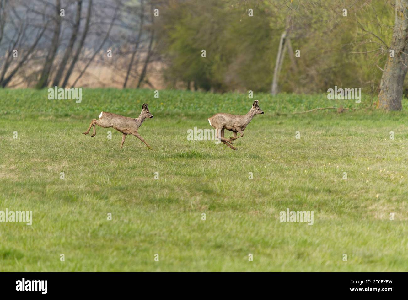 Chevreuil, Capreolus capreolus Banque D'Images