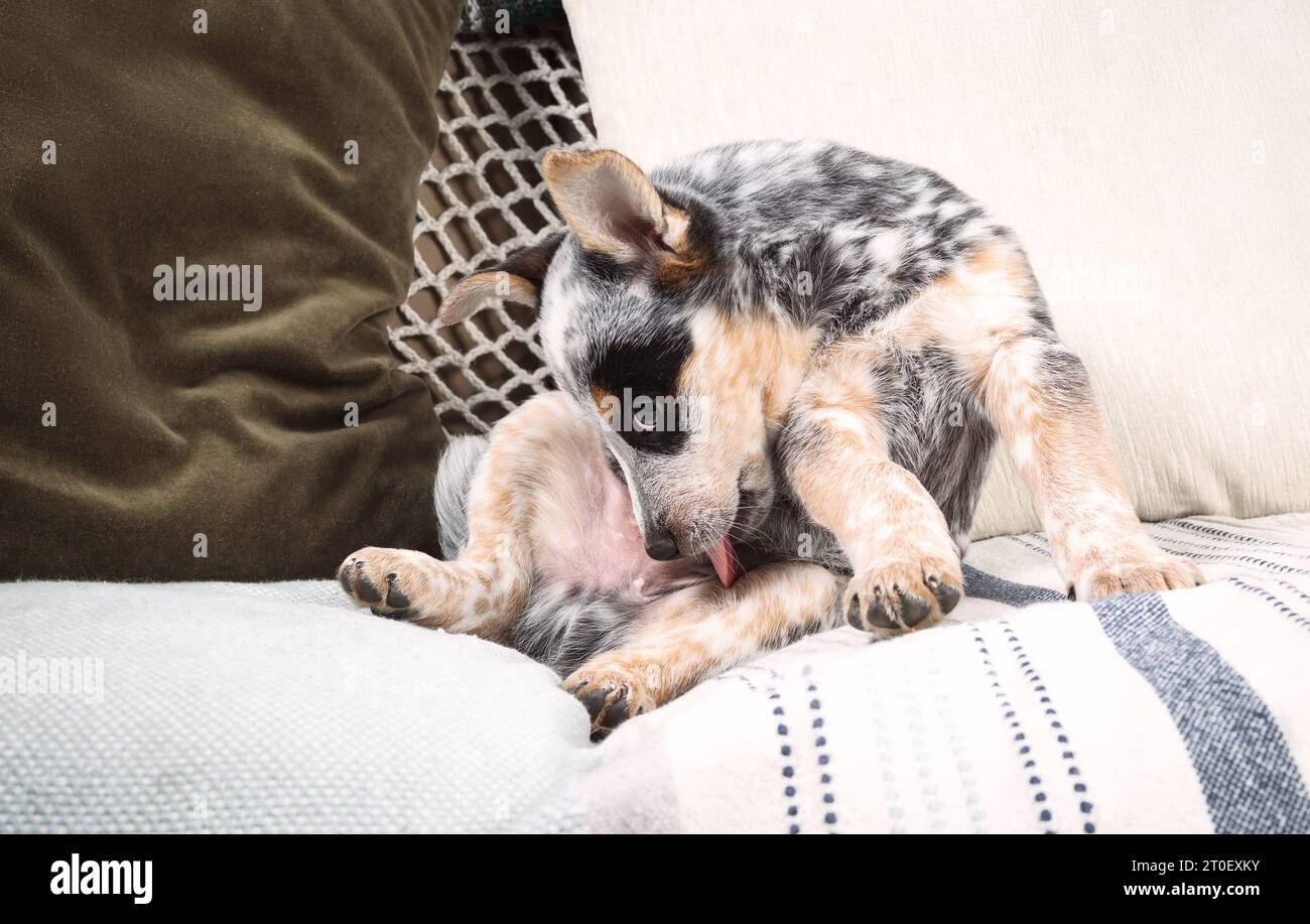 Chien chiot se léchant sur le canapé. Chien chiot mignon est assis sur le côté pendant le toilettage ou le nettoyage de ses parties privées ou entrejambe. chiot heeler bleu de 9 semaines Banque D'Images