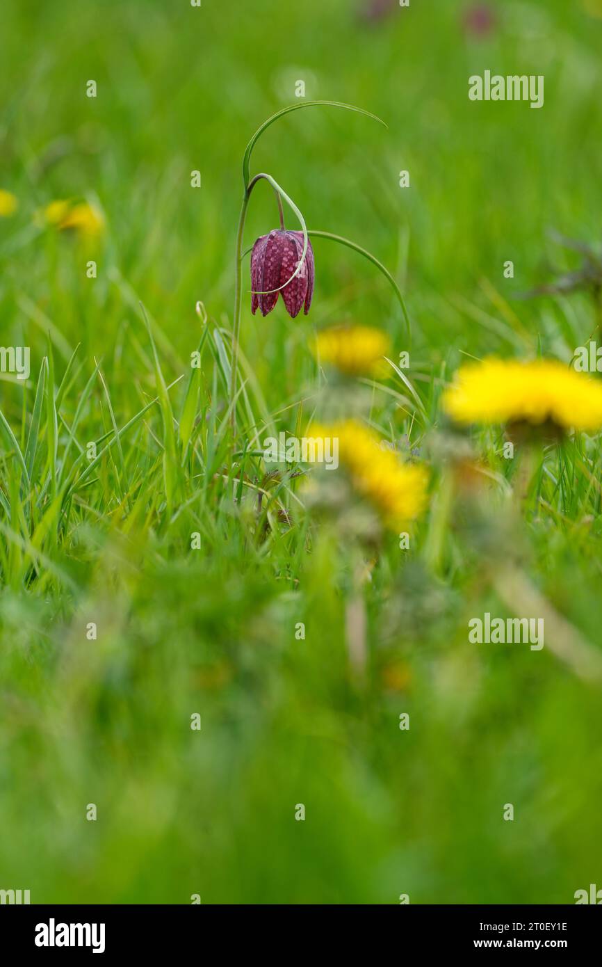 Lys à damier, également connu sous le nom de jonquille fritillaire ou jonquille à damier, Fritillaria meleagris Banque D'Images