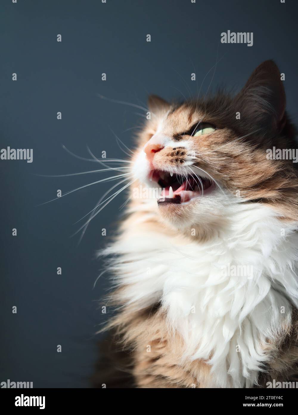 Cliquetis ou cliquetis de chat assis près de la fenêtre. Mignon calico Kitty vocalisant avec la bouche grande ouverte et les dents visibles. Concept pour pourquoi CATS chir Banque D'Images