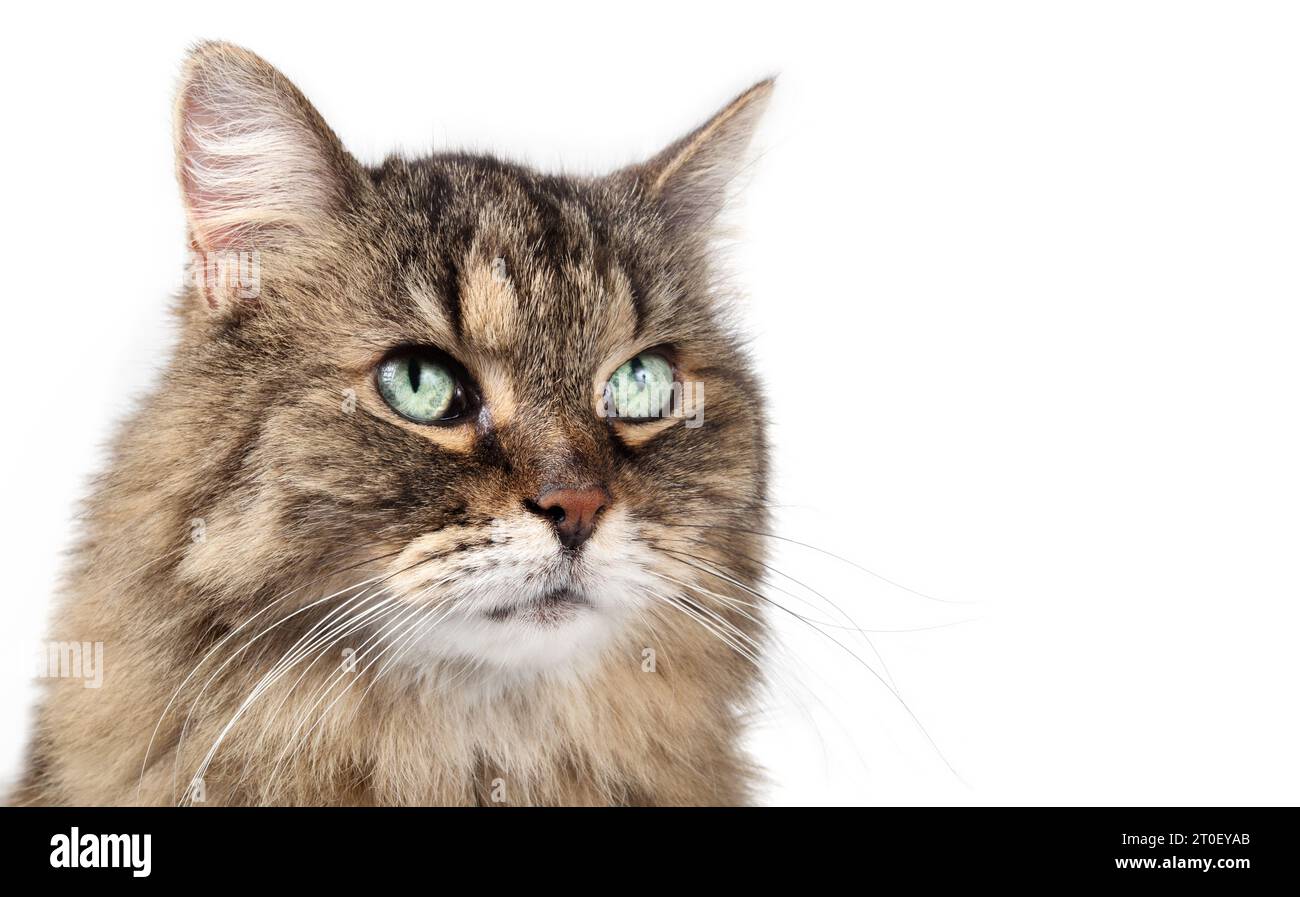 Tir de tête de chat tabby isolé, gros plan. Mignon chat tabby moelleux lookin vers le haut en attendant quelque chose avec un langage corporel détendu. 17 ans femelle se Banque D'Images