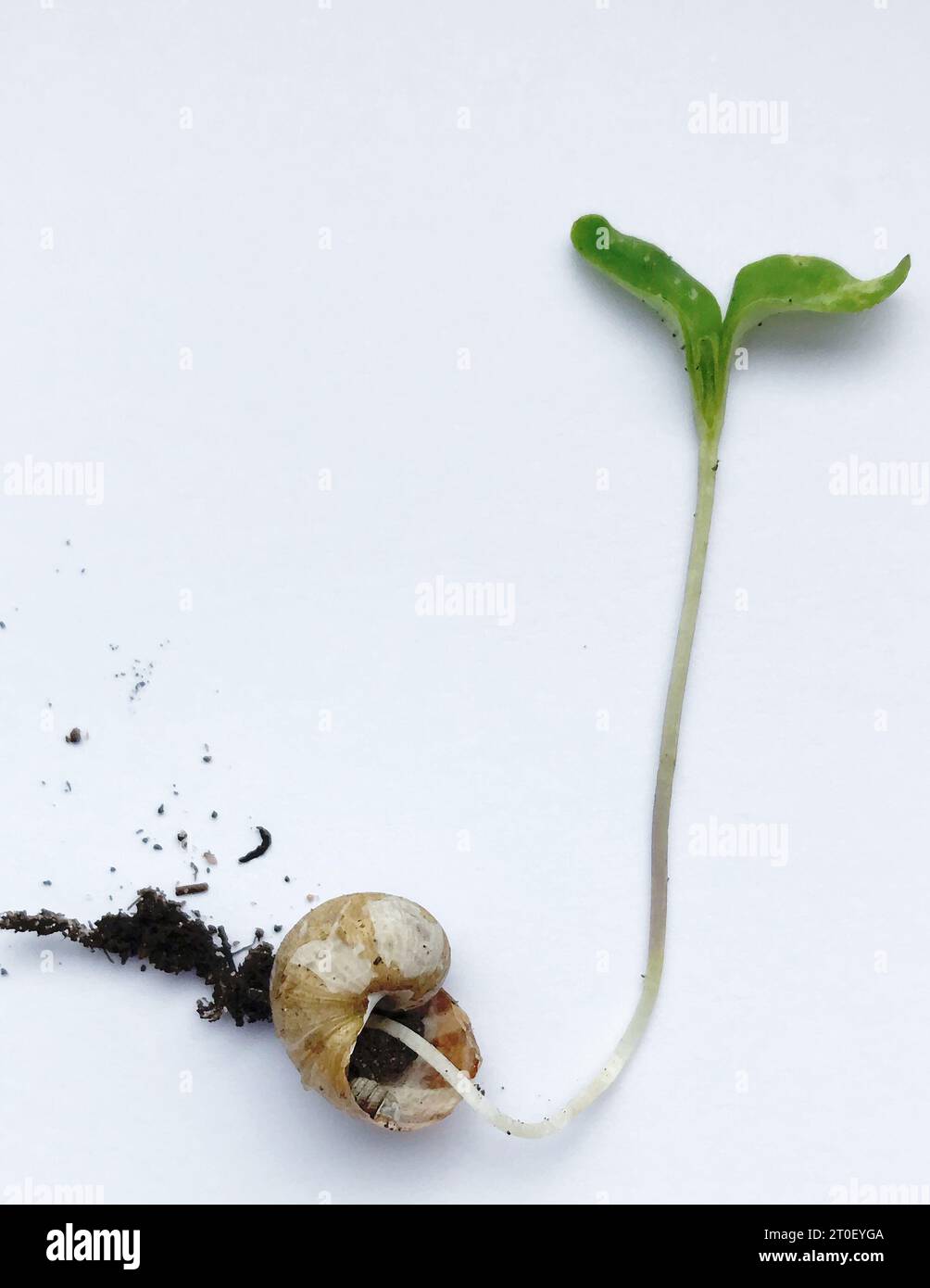 Concept art : une pousse de plante poussant à partir d'une coquille d'escargot, illustrant l'épissage de gènes, les hybrides animal-plante, la persistance de la vie, la vie hors de la mort. Banque D'Images