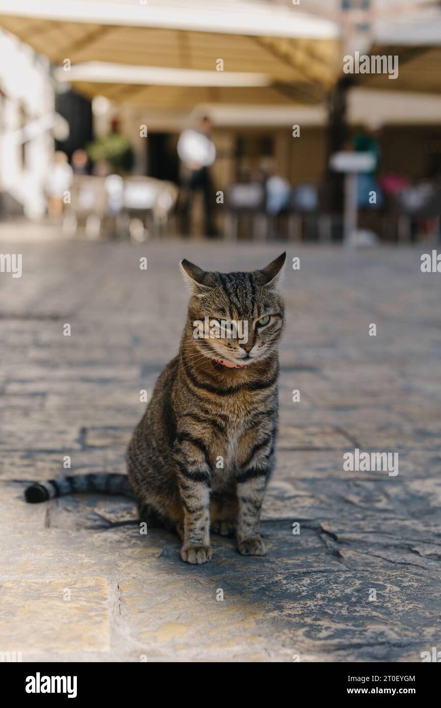 Chat gris tabby mignon dans une rue de la vieille ville de Kotor, Monténégro. Portrait d'un chat de rue. Banque D'Images