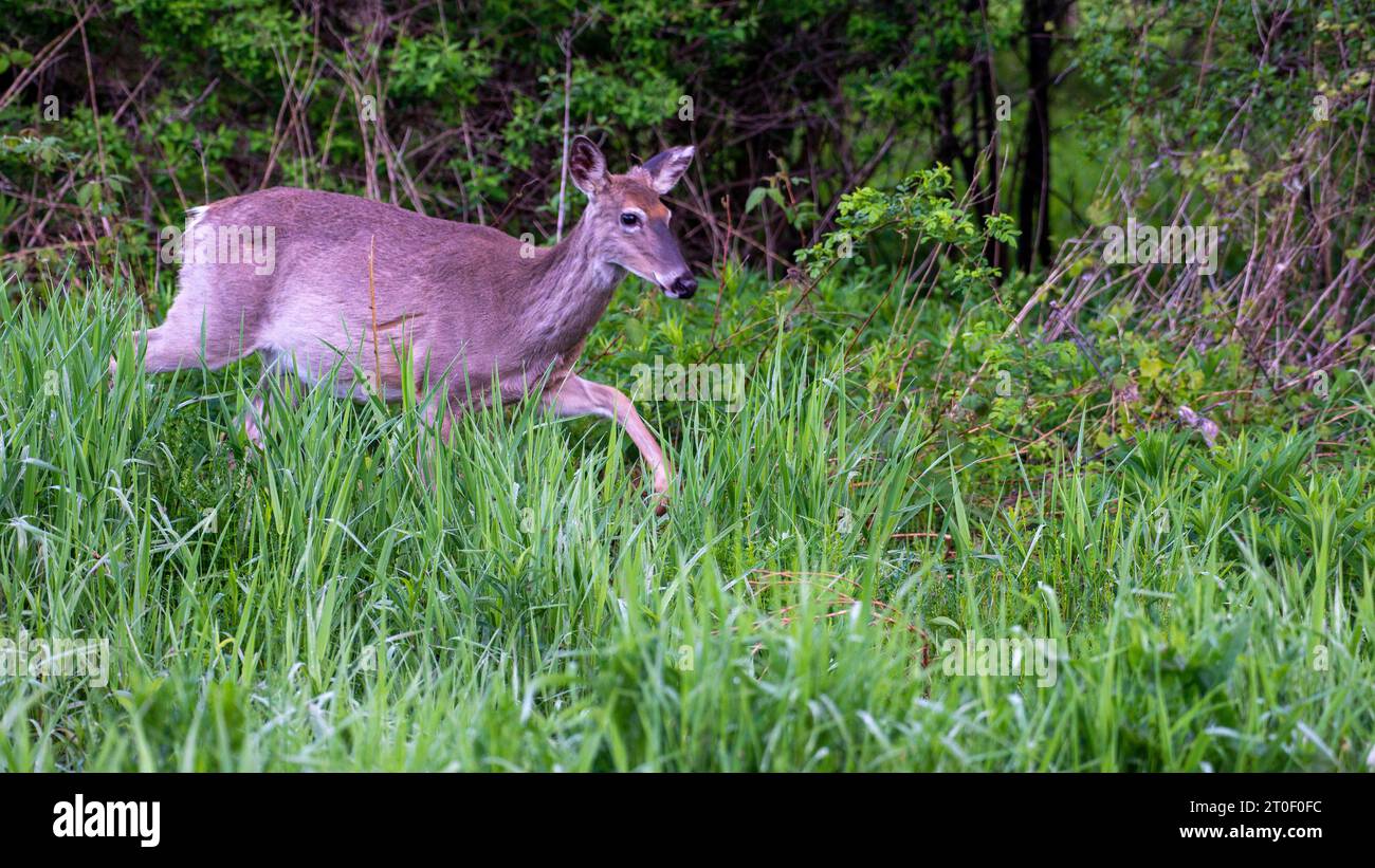 Mignon cerf de Virginie dans la forêt du sud de l'Ontario, Canada Banque D'Images