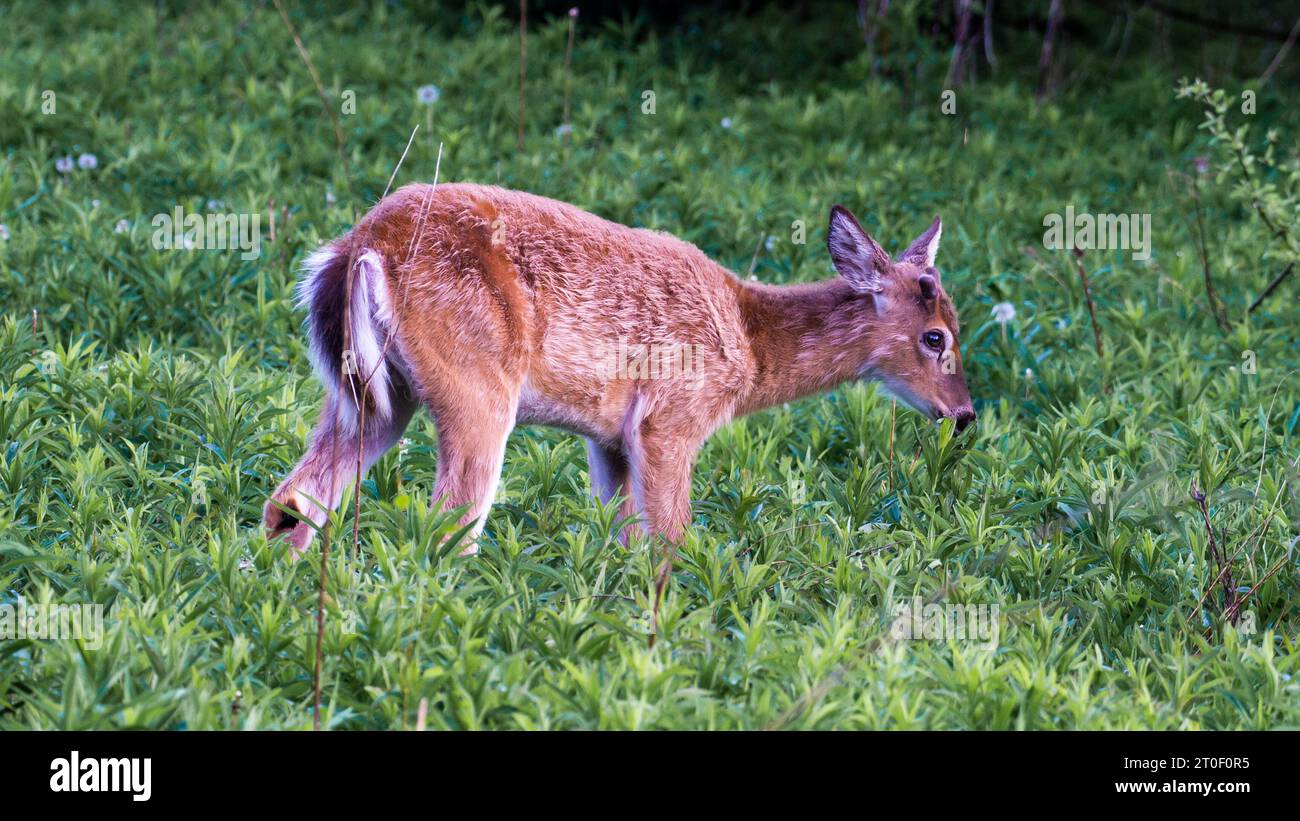 Mignon cerf de Virginie dans la forêt du sud de l'Ontario, Canada Banque D'Images