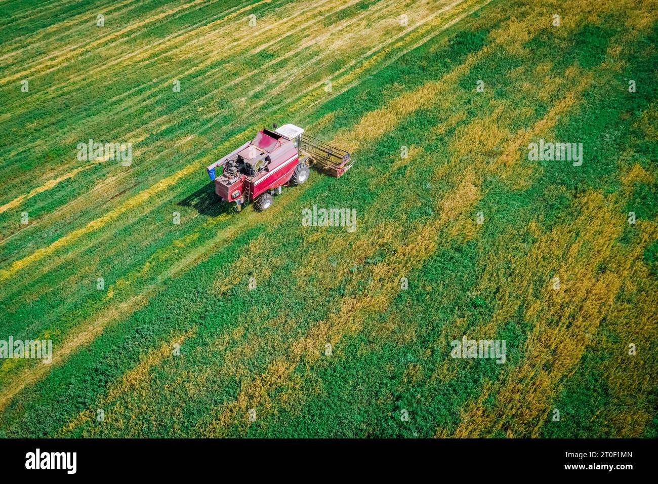 Un agriculteur sur une moissonneuse-batteuse récolte dans le champ. Récolte du blé dans les champs pendant la saison de récolte. Champ de maïs du fermier pendant la récolte. Banque D'Images