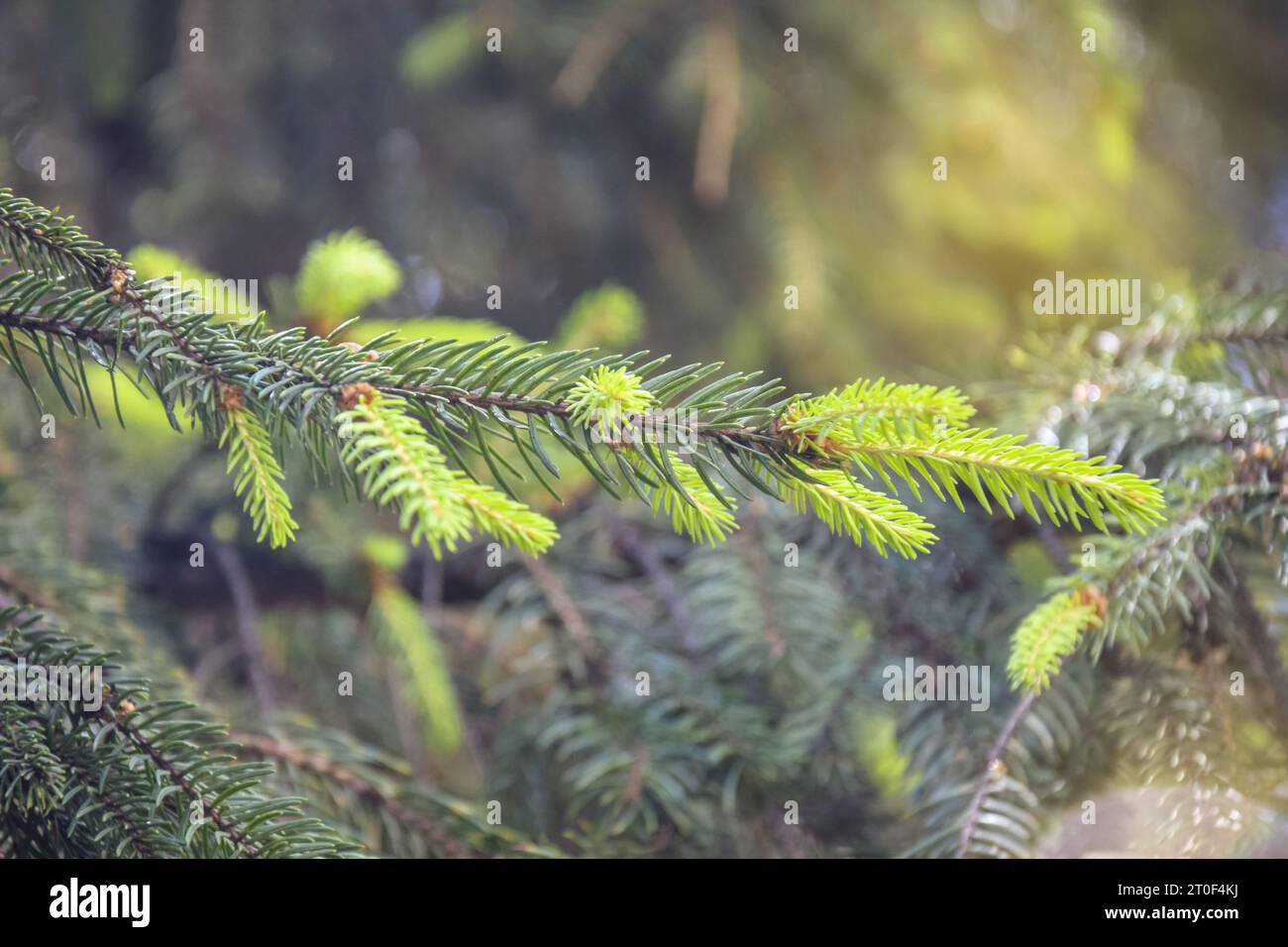 Branches de sapin vert. Épinette, fond de branche de sapin. Gros plan. Mise au point sélective. Banque D'Images