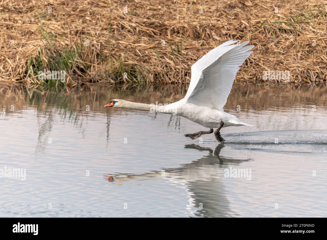 Muet Swan (Cygnus olor) décollant en vol au-dessus de l'eau. Bas-Rhin, Collectivite européenne d'Alsace, Grand est, France. Banque D'Images
