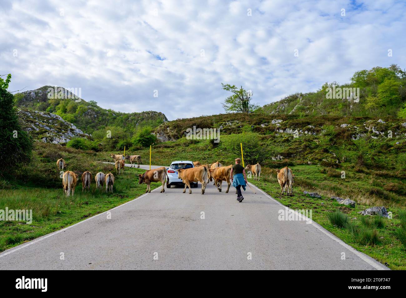 Vaches Asturies brunes, troupeau de vaches est transporté dans un nouveau pâturage sur route de montagne, Picos de Europe, Los Arenas, Asturies, Espagne. Banque D'Images
