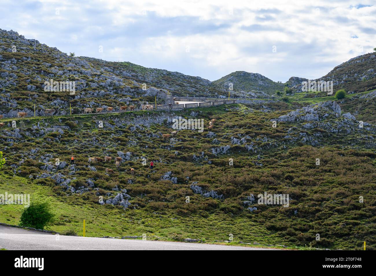 Vaches Asturies brunes, troupeau de vaches est transporté dans un nouveau pâturage sur route de montagne, Picos de Europe, Los Arenas, Asturies, Espagne. Banque D'Images