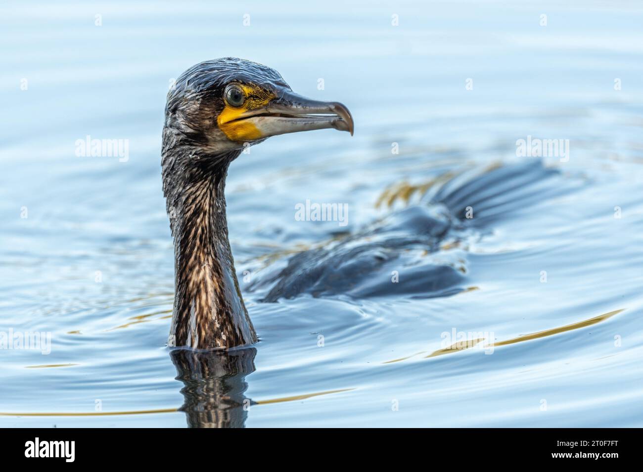 Grand cormoran (Phalacrocorax carbo) pêchant dans l'eau. Bas-Rhin, Collectivite européenne d'Alsace, Grand est, France. Banque D'Images