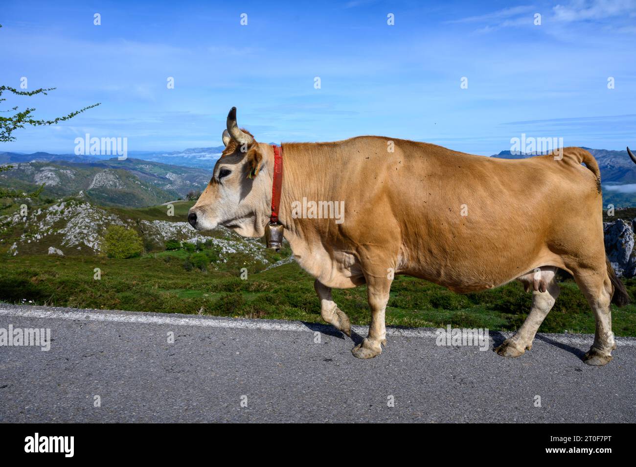 Vaches Asturies brunes, troupeau de vaches est transporté dans un nouveau pâturage sur route de montagne, Picos de Europe, Los Arenas, Asturies, Espagne. Banque D'Images