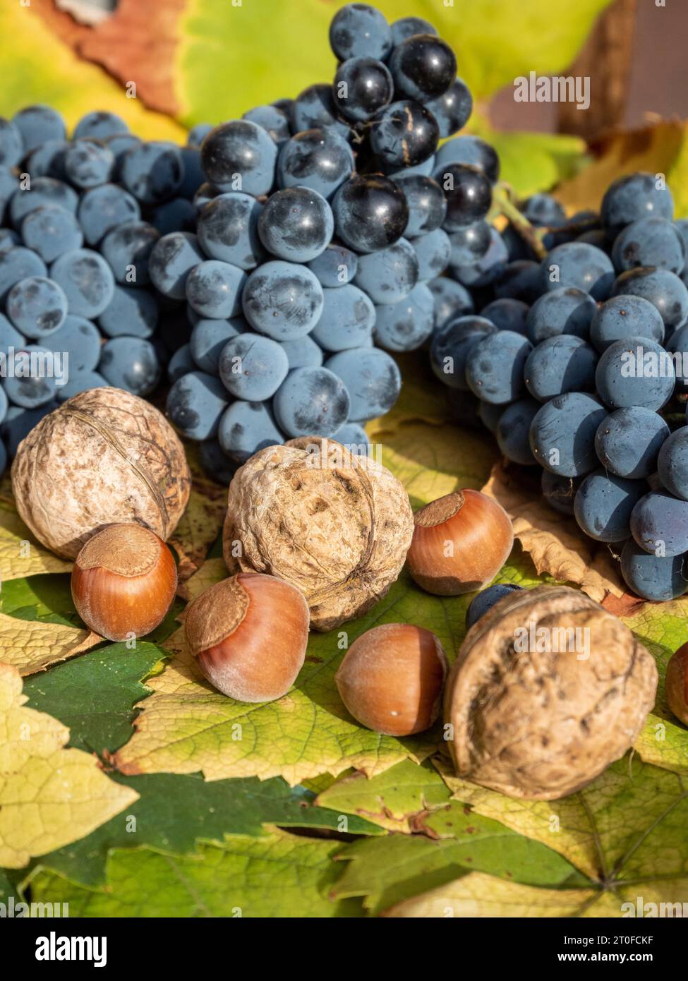 gros plan des raisins sur les feuilles de raisin avec noix de côté, concept de récolte Banque D'Images
