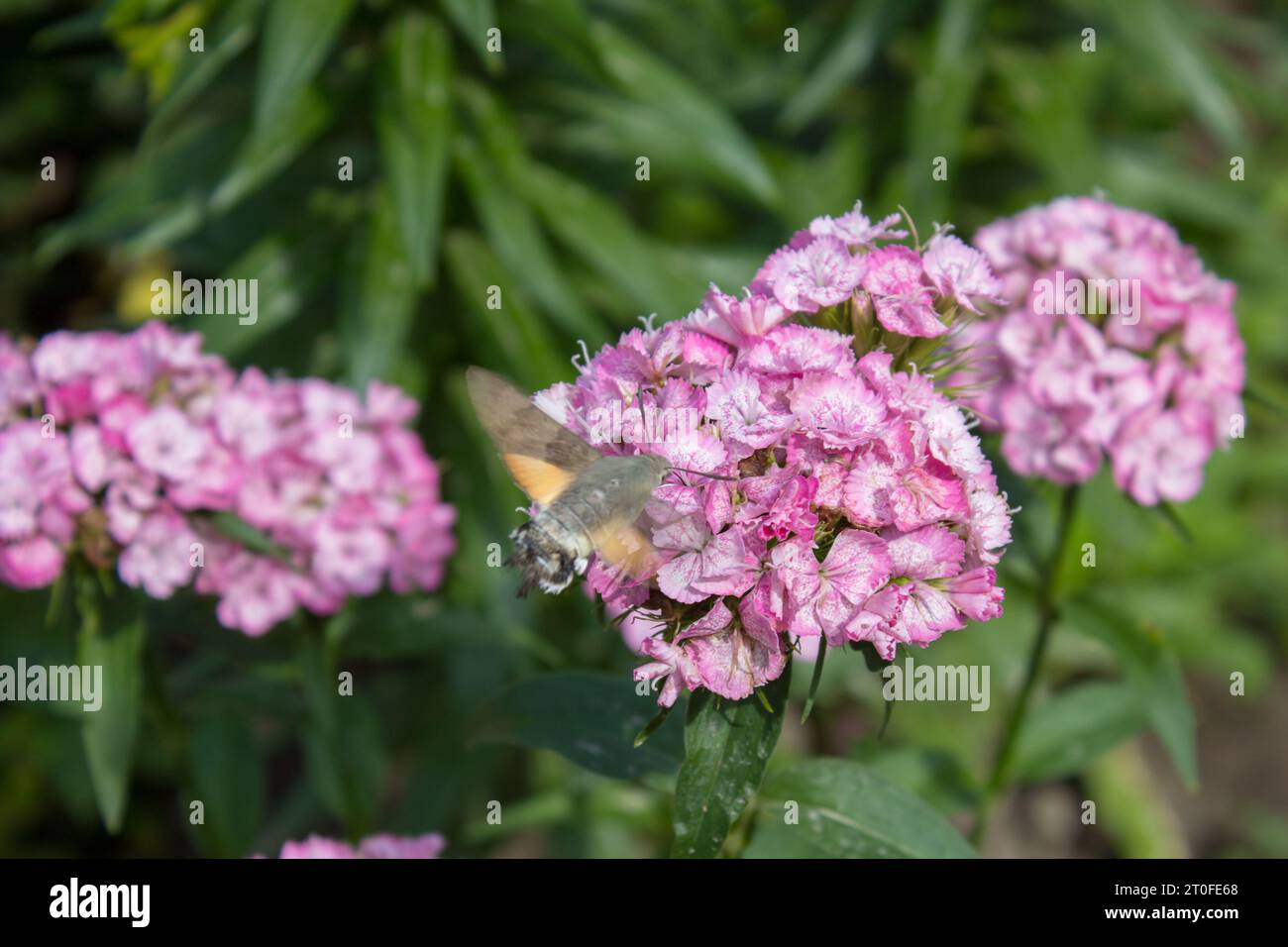 Insecte Hummingbird Hawk-Moth Flower Rainbow Pink Banque D'Images