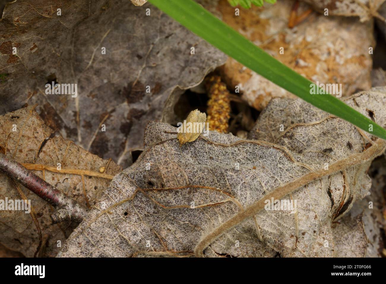 Aphelia viburnana famille Tortricidae genre Aphelia Bilberry tortrix papillon nature sauvage photographie d'insectes, image, papier peint Banque D'Images