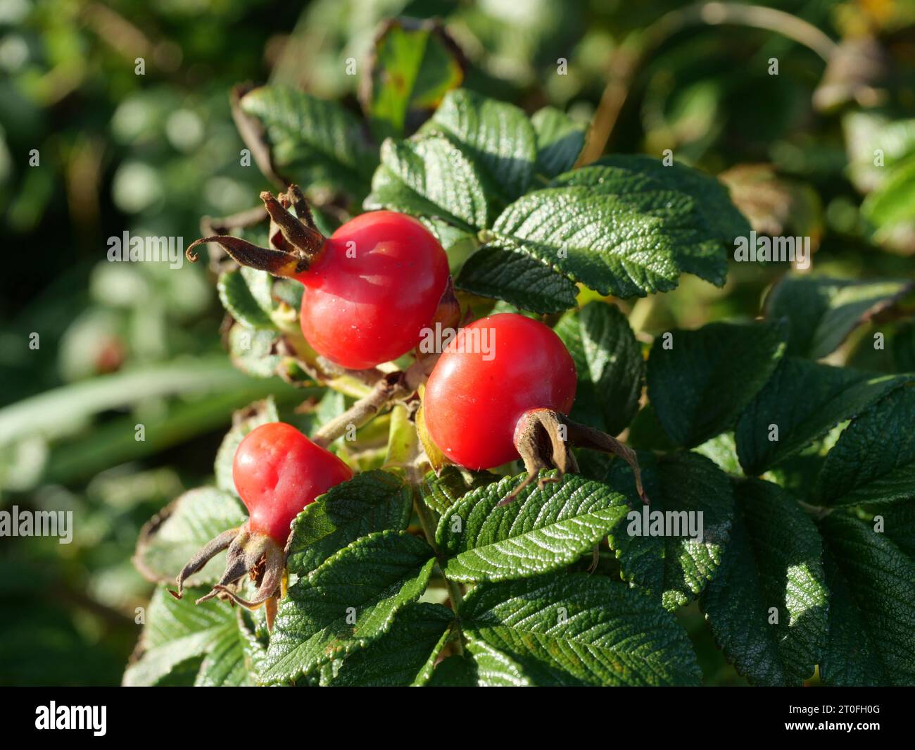 Les zones de dunes plantées avec des roses de plage contribuent à la protection côtière. En automne, ils produisent des fruits rouges appelés hanches roses. Banque D'Images