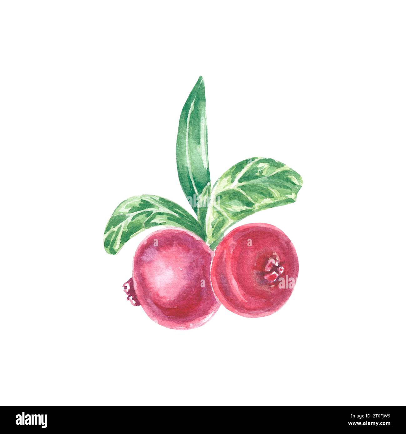 Aquarelle canneberge, conberry lingonberry illustration isolée sur fond blanc. Fruit d'automne pour logo, menu, affiche, motif. Art pour le design Banque D'Images