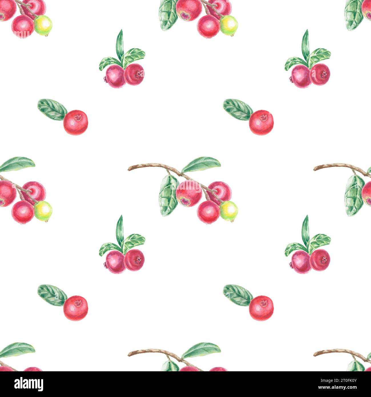 Modèle sans couture avec lingonberry rouge peint à la main, cowberry et feuilles. Elément isolé d'illustration botanique aquarelle. Art pour la conception alimentaire Banque D'Images Modèle sans couture avec lingonberry rouge peint à la main, cowberry et feuilles. Elément isolé d'illustration botanique aquarelle. Art pour la conception alimentaire Banque D'Images