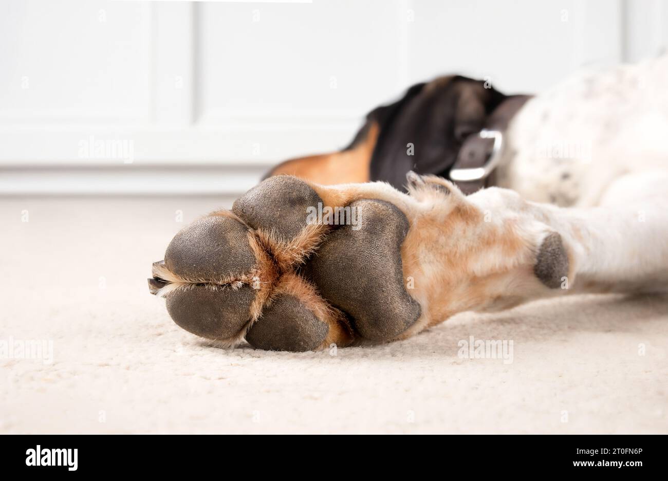 Patte de chien avec coussinets de patte. Gros plan patte sur la patte avant d'un très grand chien allongé détendu sur le sol du salon. Concept de santé et d'anatomie de la patte. 2 ans ma Banque D'Images