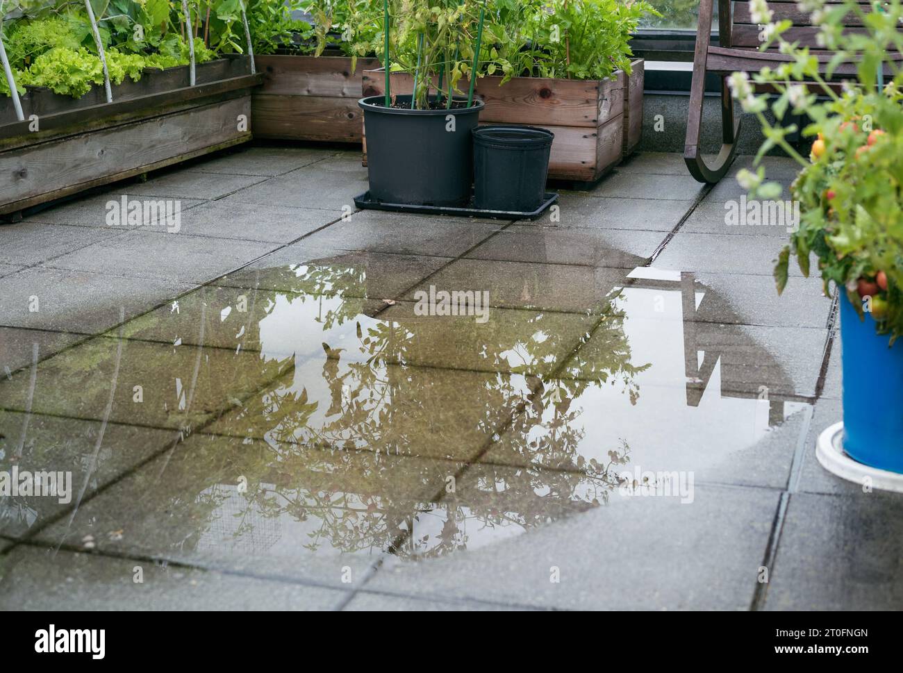 Drain de patio bouché et inondé après une forte pluie. Drainage survolé causant une grande quantité d'eau sur les carreaux. Débouchez la boue ou la saleté dans le drain Banque D'Images