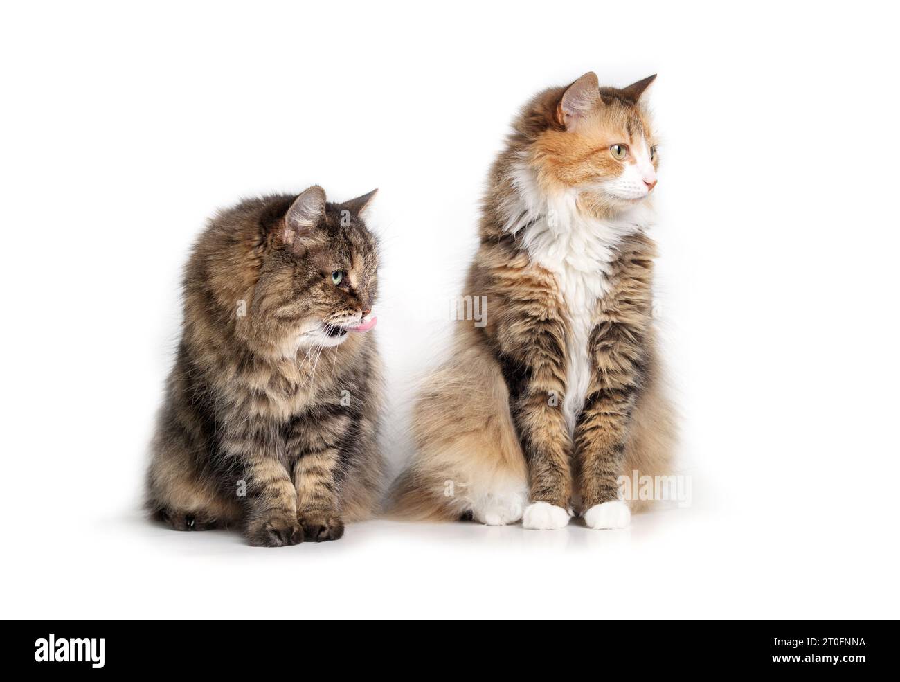 Chats curieux regardant quelque chose de l'écran tout en étant assis. Deux chats duveteux collés assis ensemble en compagnie. chat tabby senior de 17 ans et Banque D'Images