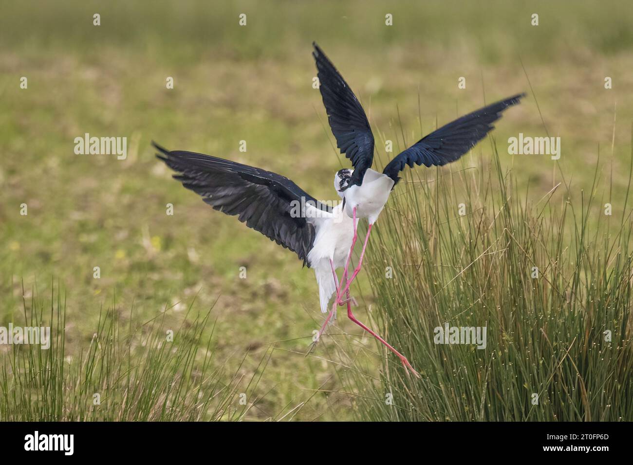 Echasses blanches dans la baie de somme Banque D'Images