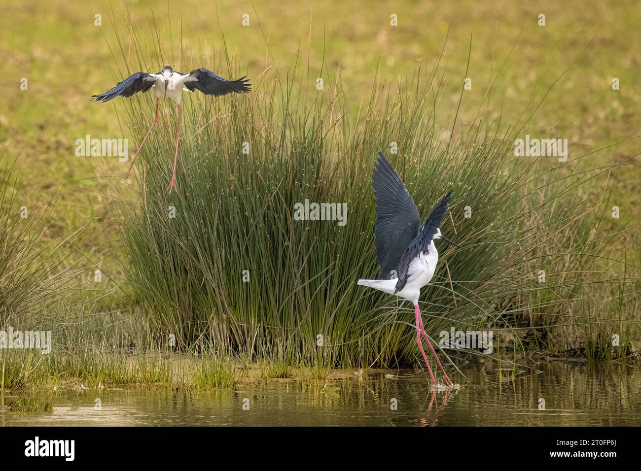 échasses blanchesdans la baie de somme Banque D'Images