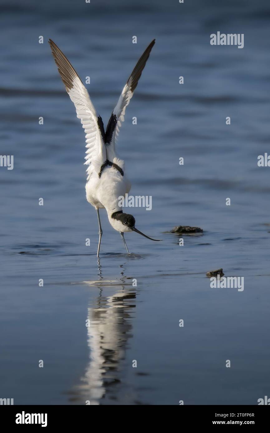 avocats dans la baie de somme Banque D'Images