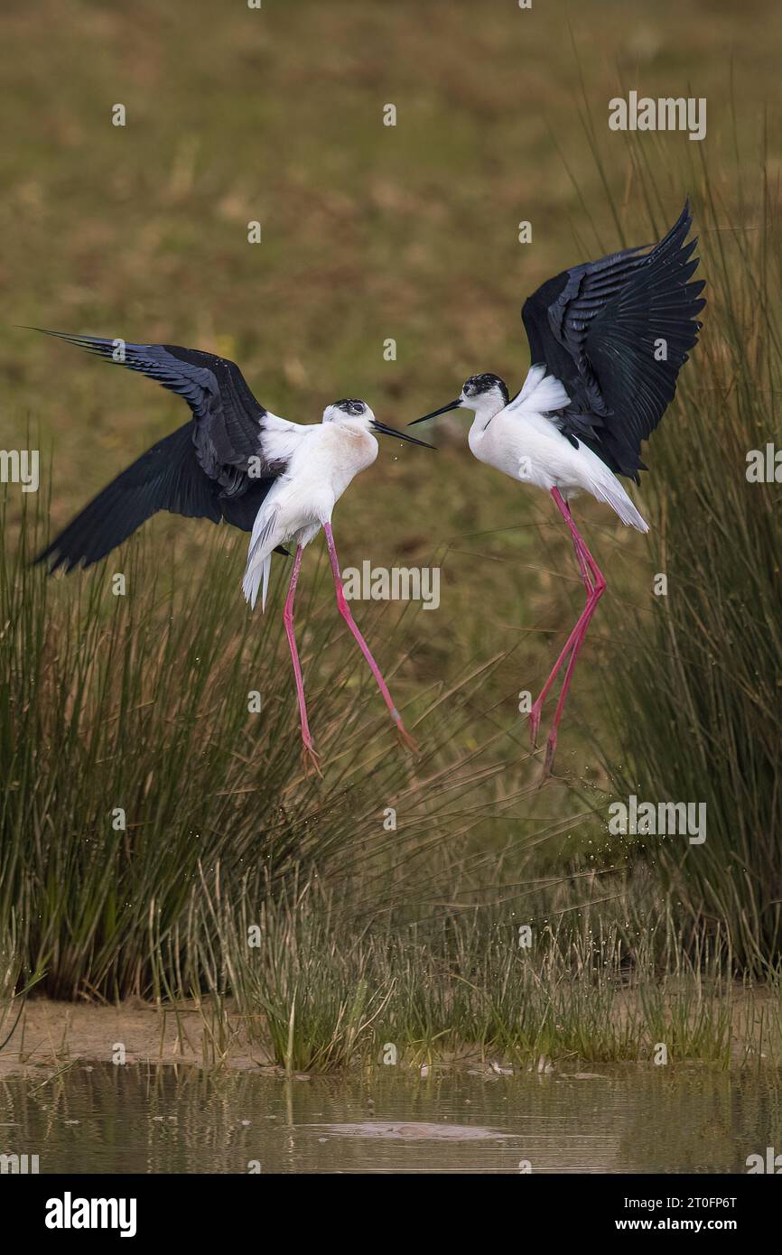 echasses blanches dans la baie de somme Banque D'Images