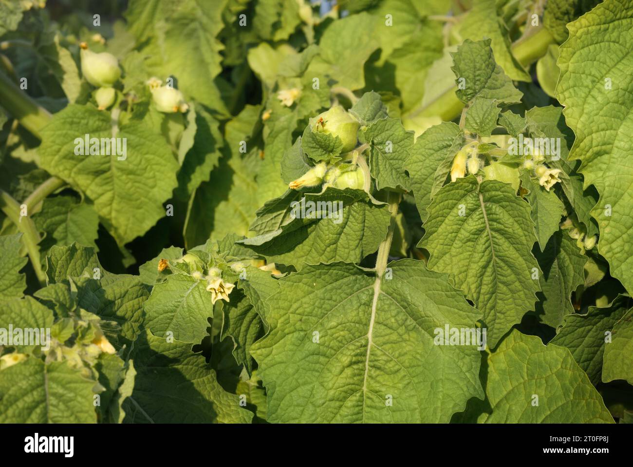 Plante de cerise au sol dans le jardin d'été, gros plan. La cerise moulue de tante Molly produit de petits fruits oranges en enveloppe de papier. Baie de Poha, Pichuberry, inca b Banque D'Images