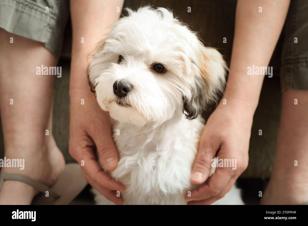 Chiot timide assis entre les jambes et les bras du propriétaire de l'animal. Petit chien chiot blanc timide moelleux cherchant protection ou abri par une femme. 16 semaines femelle H Banque D'Images