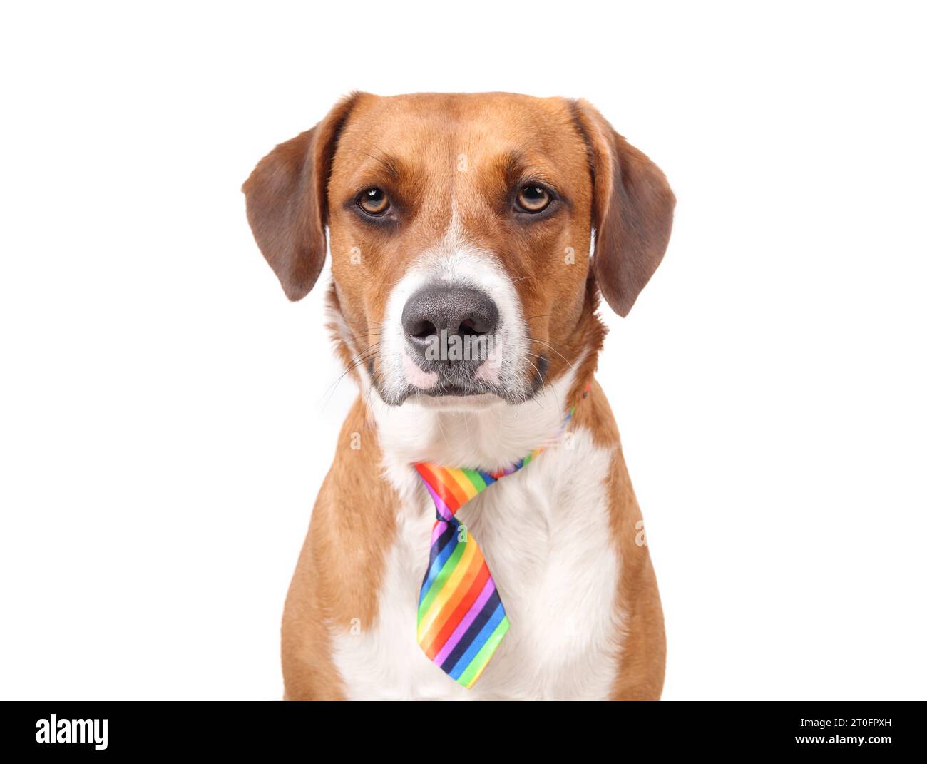 Photo verticale d'un joli chien portant une cravate à rayures vue