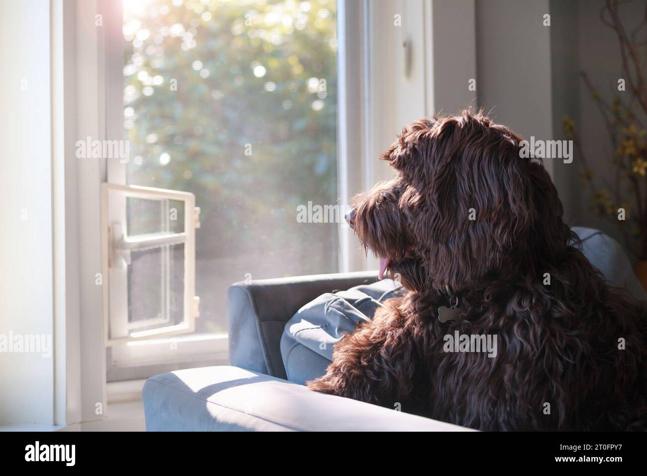 Chien ennuyé assis à la fenêtre et regardant dehors en attendant que le propriétaire revienne. Profil latéral de chien femelle mignon Labradoodle assis sur le canapé en face Banque D'Images