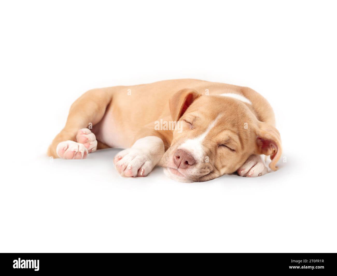 Chiot isolé endormi. Chien chiot mignon couché enroulé vers le haut épuisé dès le premier jour dans la nouvelle maison. Concept de chiot à la maison. 8 semaines, femelle Boxer P Banque D'Images