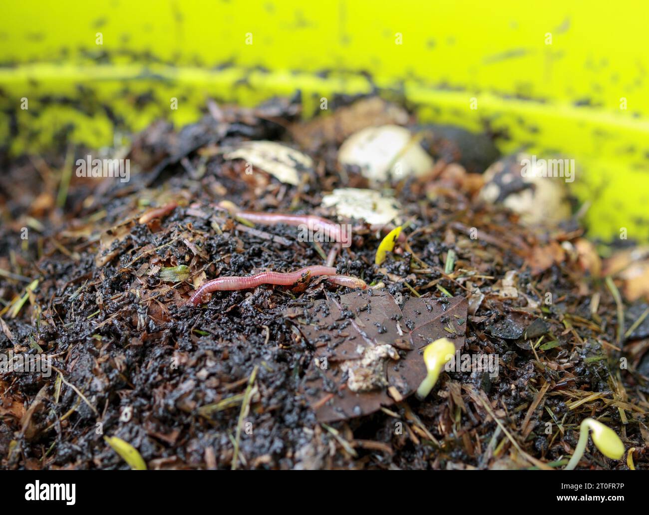 Composter les vers sur les déchets de cuisine, le fumier et la saleté. Groupe de vers de terre ou de wigglers rouges utilisés dans le vermicompostage ou le compostage de vers avec ingestion Banque D'Images