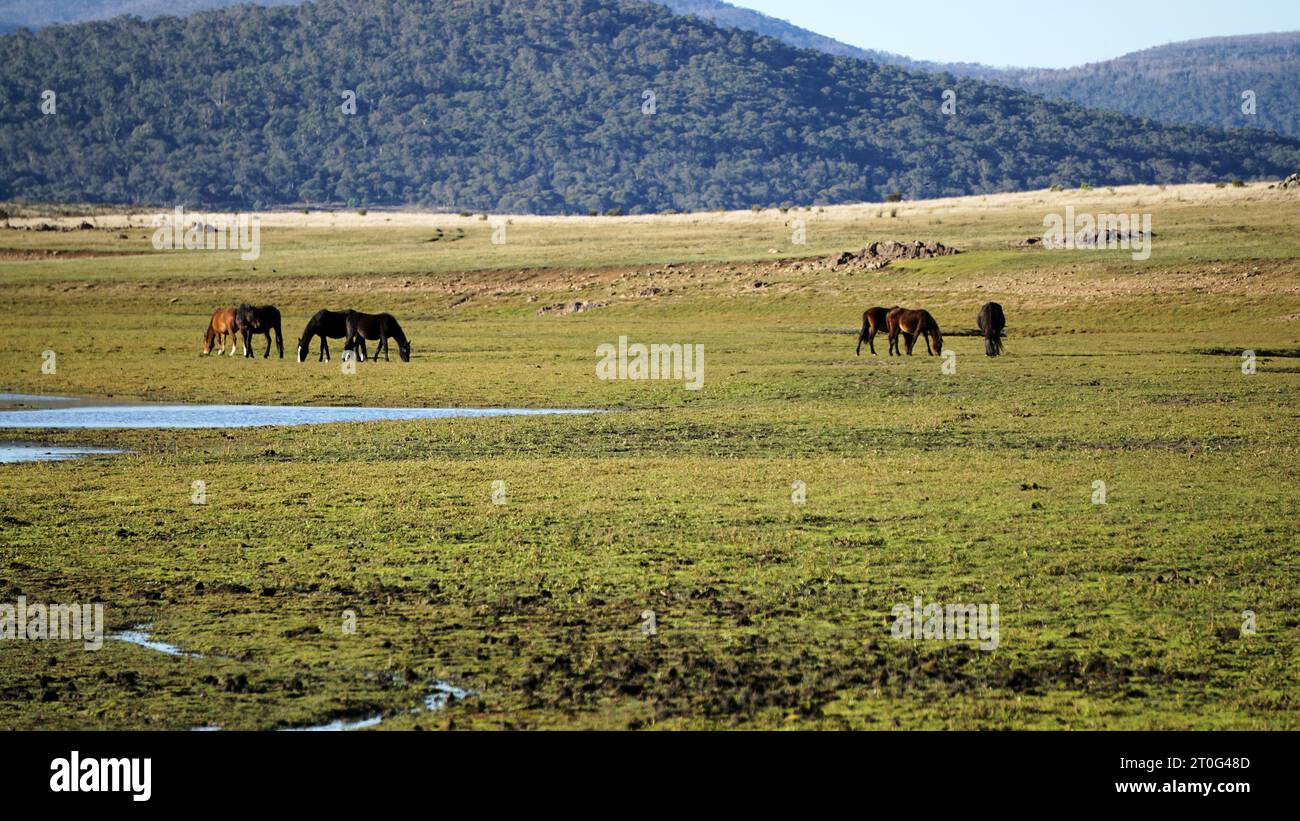 Un long plan d'une troupeau de Brumbies paissant sur un écosystème fragile un Mosquito Creek Kosciuszko National Park Banque D'Images