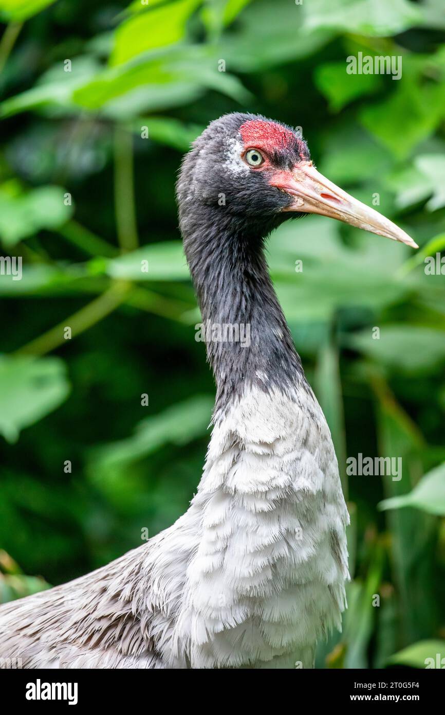 La grue à col noir (Grus nigricollis) est une grue de taille moyenne en Asie qui se reproduit sur le plateau tibétain et dans des régions reculées de l'Inde et du Bhoutan. Banque D'Images