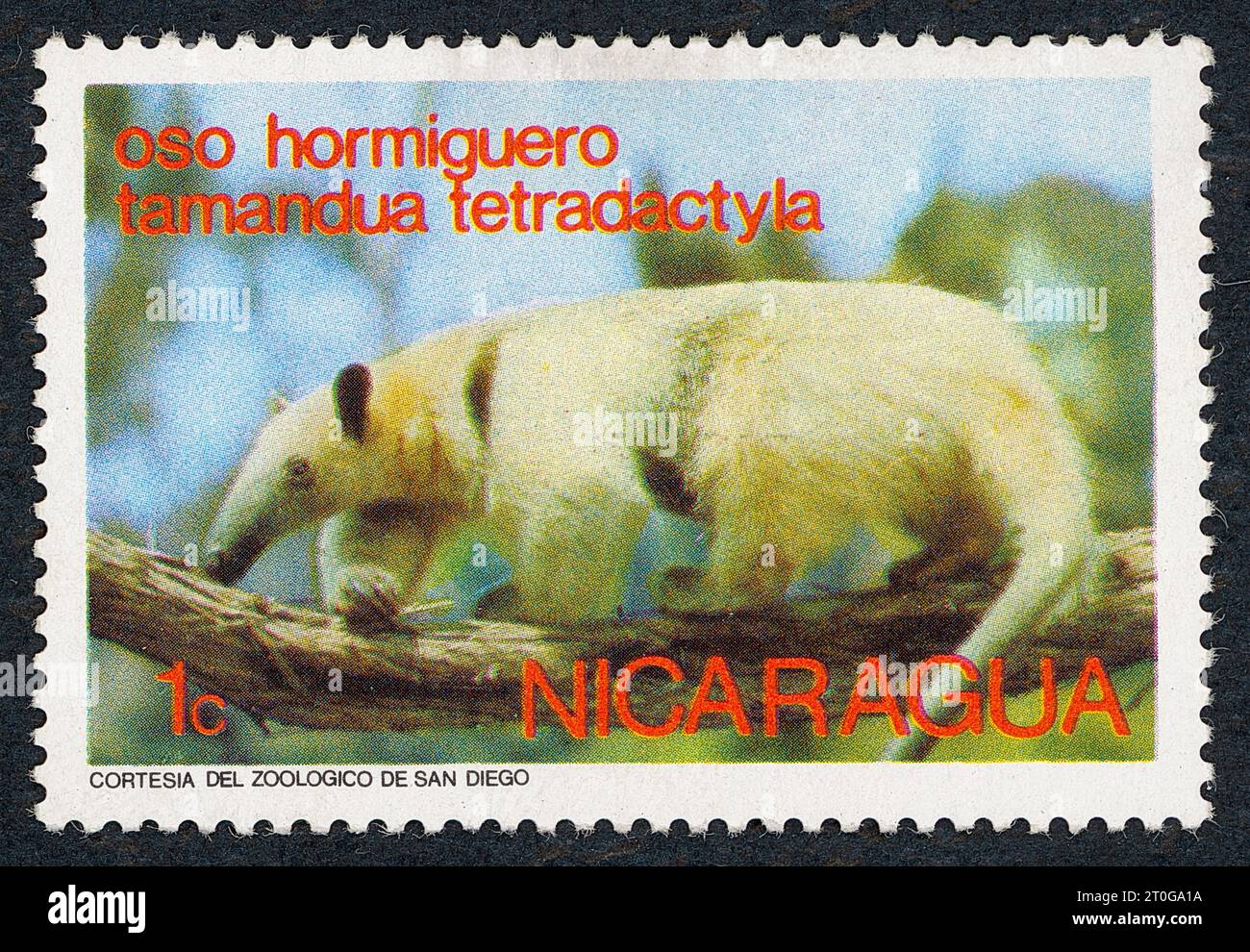 Le tamandua méridional (Tamandua tetradactyla), également appelé fourmière à col ou fourmière moindre. Timbre-poste émis au Nicaragua en 1974. Banque D'Images