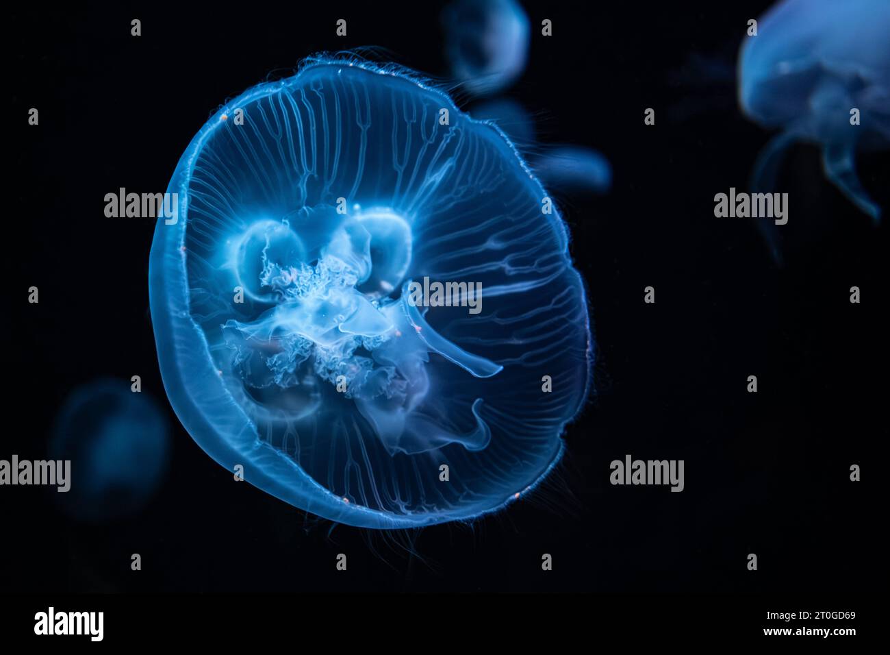 Gelées de lune translucides (Aurelia aurita) sous une lumière colorée à l'aquarium de Géorgie dans le centre-ville d'Atlanta, Géorgie. (ÉTATS-UNIS) Banque D'Images