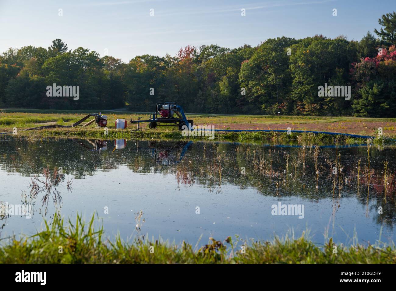 Un champ de canneberges avec une récolte mûre de baies rouges en automne, inondant pour la cueillette de canneberges. Journée chaude ensoleillée, couleurs vives de la nature. Agriculture Banque D'Images