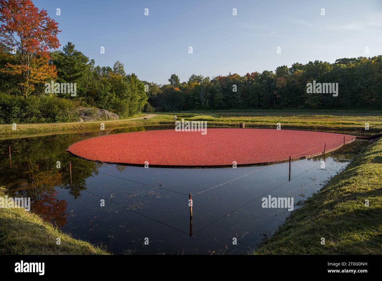 Un champ de canneberges avec une récolte mûre de baies rouges en automne, inondant pour la cueillette de canneberges. Journée chaude ensoleillée, couleurs vives de la nature. Agriculture Banque D'Images