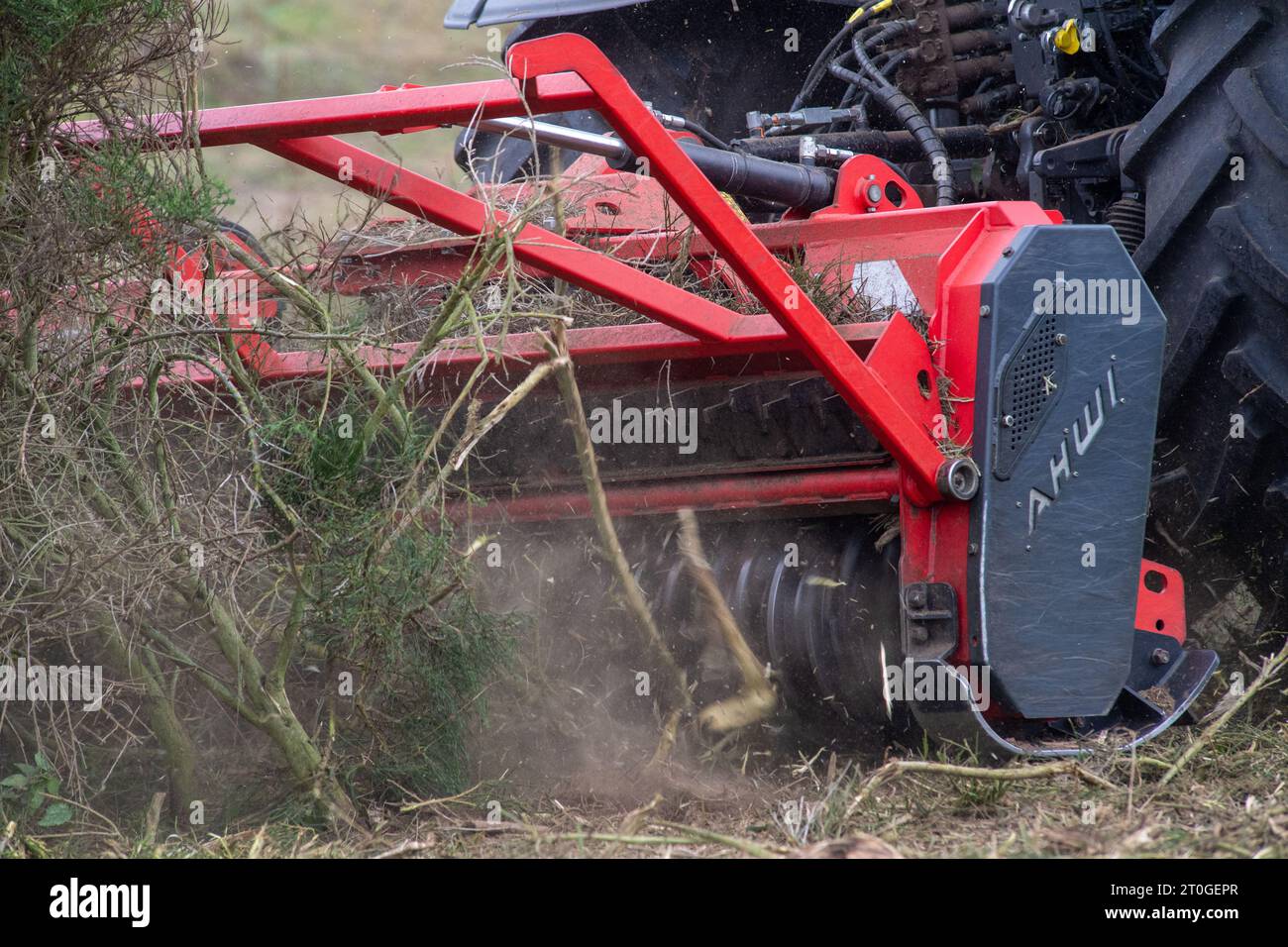 Kloster, Allemagne. 06 octobre 2023. Non loin du phare sur le plateau de Dornbusch, des tracteurs avec matériel de coupe s’attaquent actuellement au gorse, joli à regarder mais défavorable du point de vue de la biodiversité. Selon l’Autorité des parcs nationaux, les travaux ont commencé il y a quelques jours et devraient durer de quatre à six semaines. Par la suite, une clôture doit être construite afin que le bétail puisse paître à partir du printemps prochain afin de préserver le type de paysage de façon permanente. Crédit : Stefan Sauer/dpa/Alamy Live News Banque D'Images