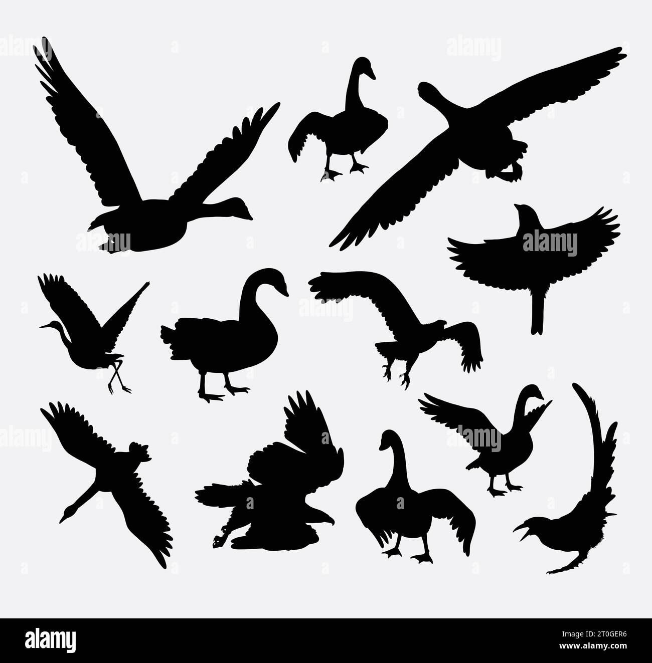 canard, oie, cygne, tétras, silhouette d'animal d'oiseau Illustration de Vecteur